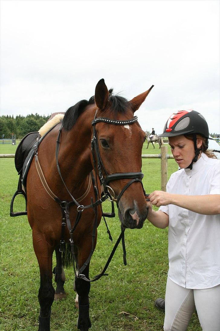 Hollandsk Varmblod Sabine B billede 4