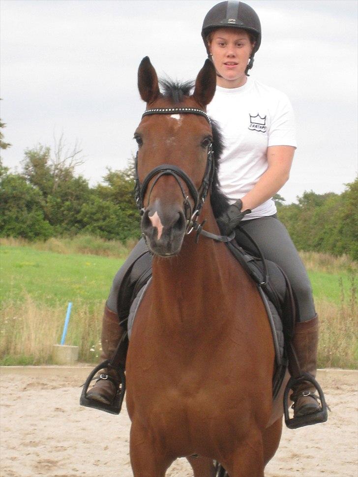 Hollandsk Varmblod Sabine B billede 5