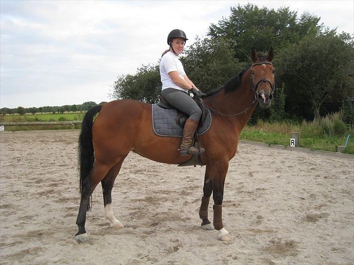 Hollandsk Varmblod Sabine B billede 6