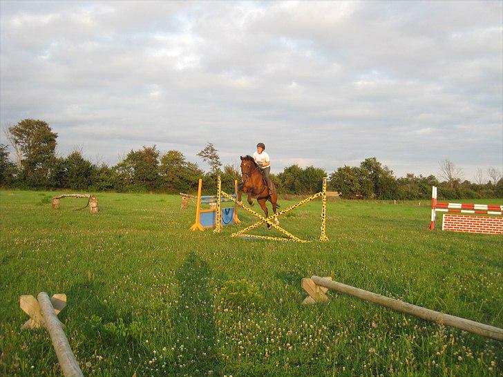 Hollandsk Varmblod Sabine B - Første gang jeg sidder på hende :) billede 7