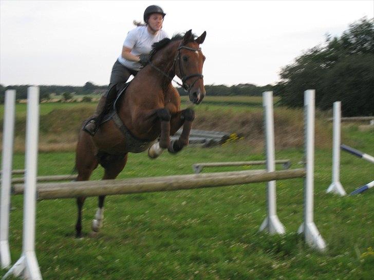 Hollandsk Varmblod Sabine B - Første gang jeg sidder på hende :) billede 8