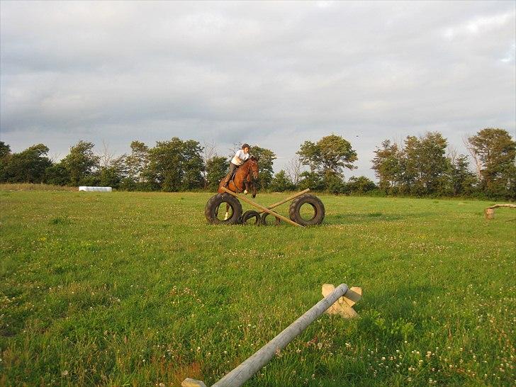 Hollandsk Varmblod Sabine B - Første gang jeg sidder på hende :) billede 11