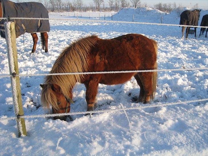 Shetlænder Pondus billede 20