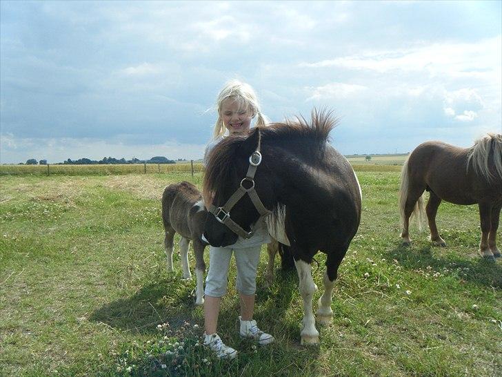 Shetlænder Flintdales Sun billede 7