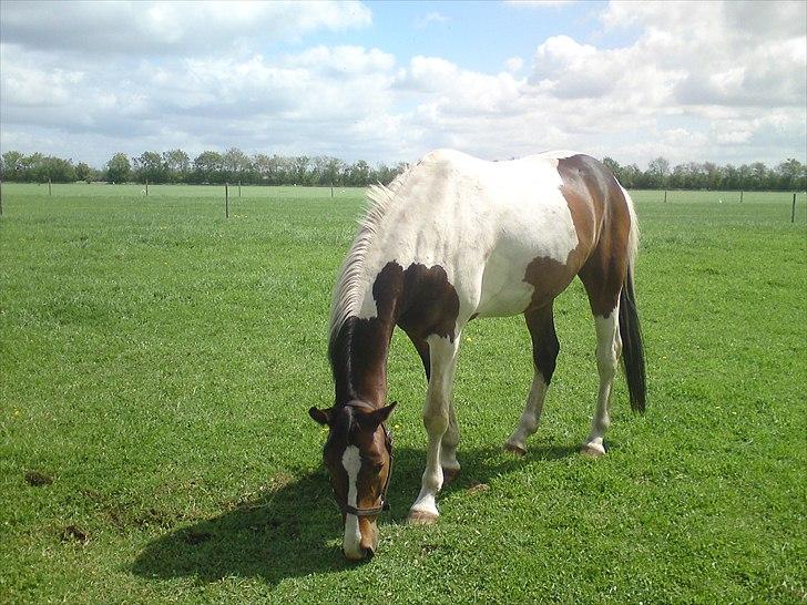 Pinto Zefir - på folden:D billede 13