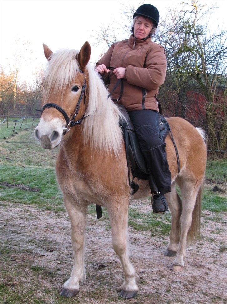 Haflinger Helena billede 7