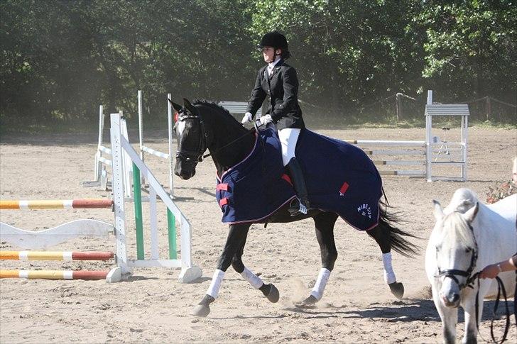 Hannoveraner Gildbjerg´s Black Chanti billede 1