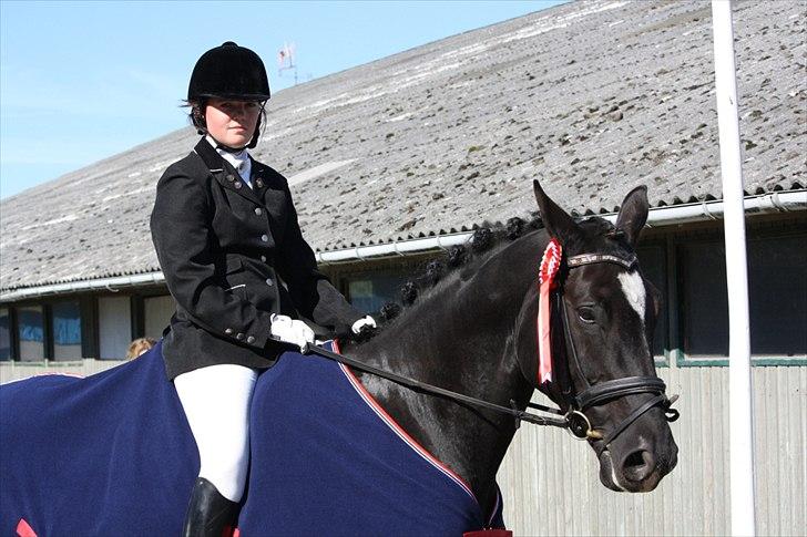 Hannoveraner Gildbjerg´s Black Chanti billede 15