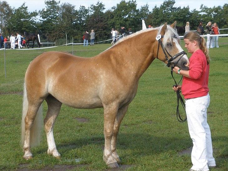 Haflinger  <3 Nico <3 - store hestedag :) billede 20