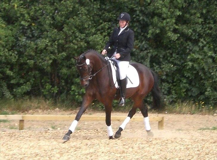 Dansk Varmblod Alby's Soffie billede 2