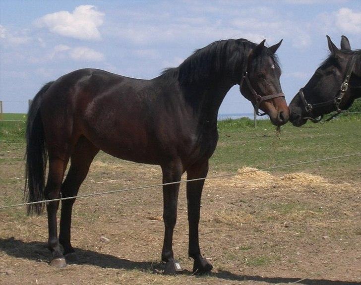 Dansk Varmblod Alby's Soffie billede 3