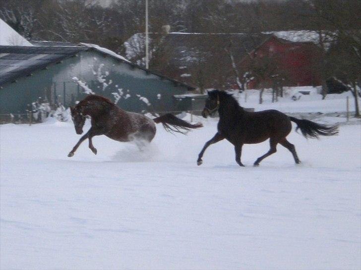 Dansk Varmblod Alby's Soffie billede 4
