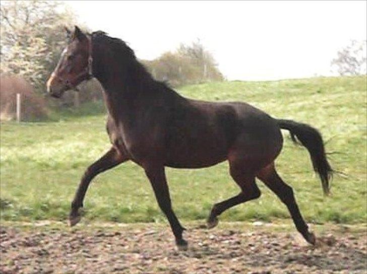 Dansk Varmblod Alby's Soffie billede 1