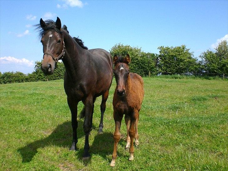 Dansk Varmblod Alby's Soffie billede 5