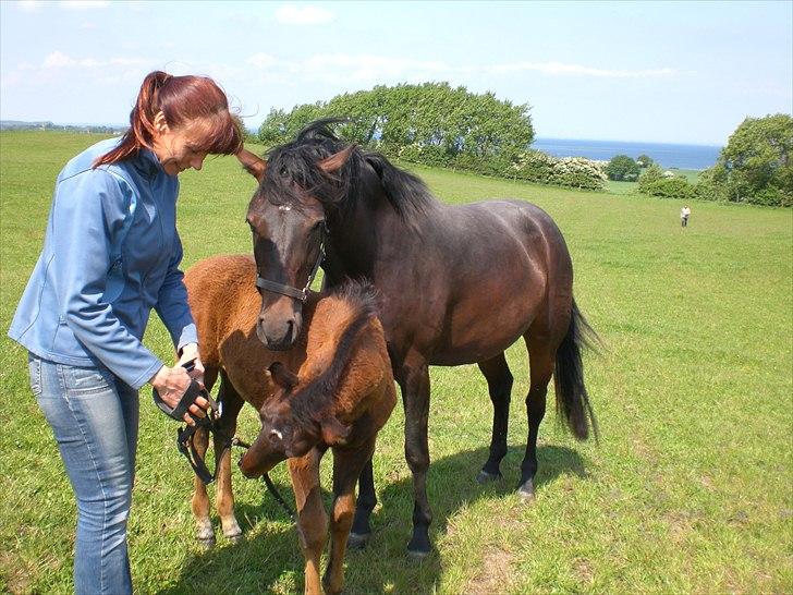 Dansk Varmblod Alby's Soffie billede 6