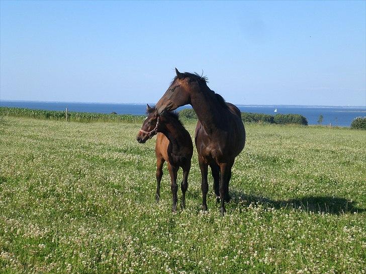 Dansk Varmblod Alby's Soffie billede 7