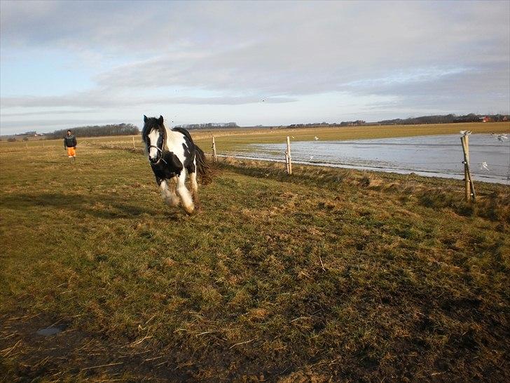 Irish Cob Frigge Eira Snowtime Solgt billede 12