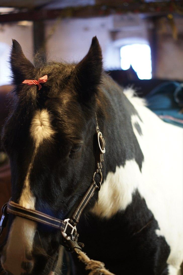 Irish Cob Max Millian . billede 17