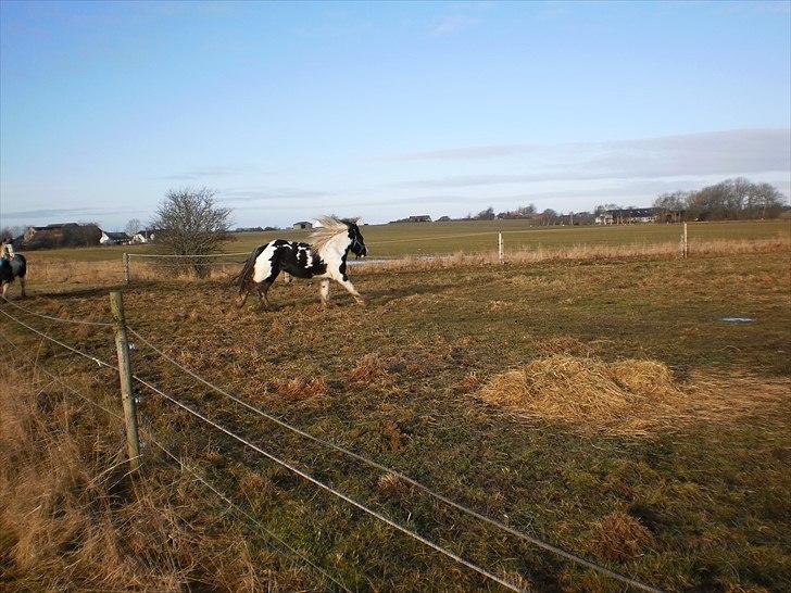 Irish Cob Frigge Eira Snowtime Solgt billede 13