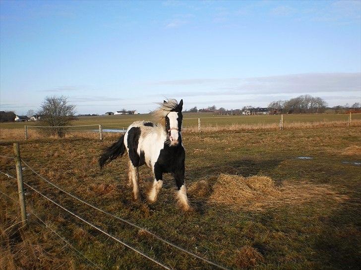 Irish Cob Sascha Eira Snowflake Solgt billede 12