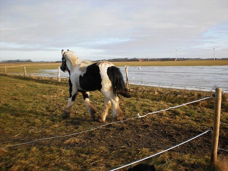 Irish Cob Sascha Eira Snowflake Solgt billede 13