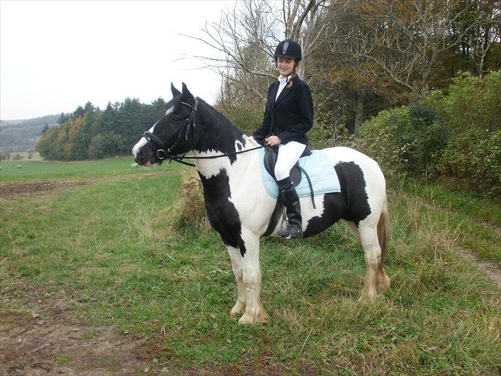 Irish Cob Max Millian . billede 18