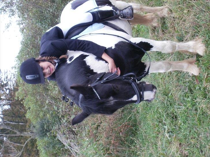 Irish Cob Max Millian . billede 19