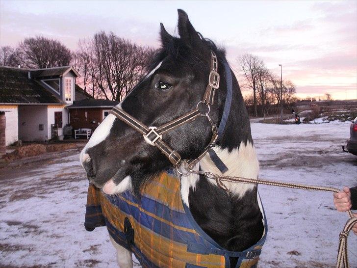 Irish Cob Max Millian . billede 20