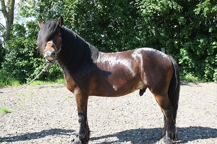 Nordsvensk Skovhest Belesto billede 11