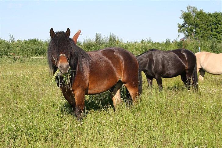 Nordsvensk Skovhest Belesto billede 16