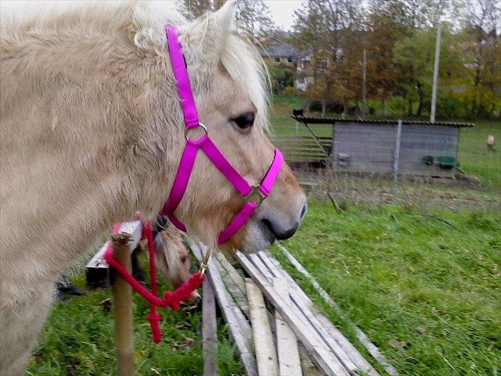 Fjordhest Lotte <3  billede 19
