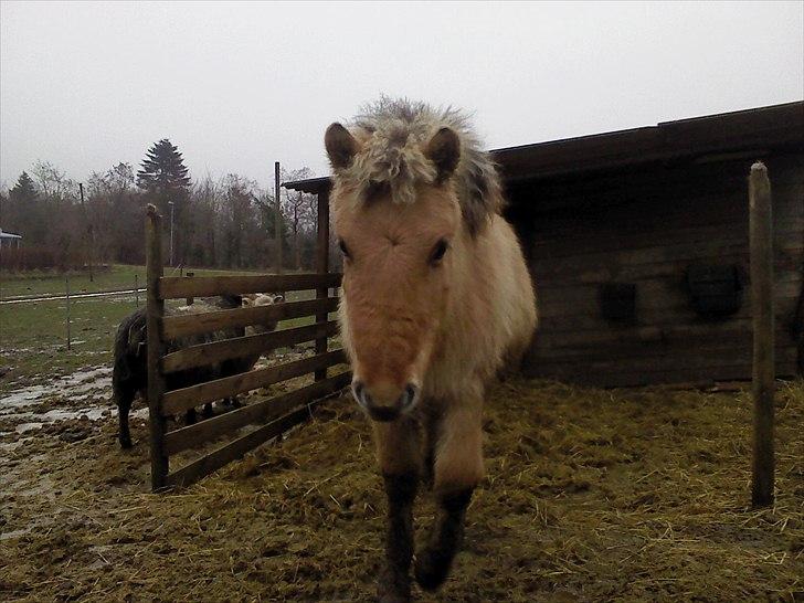 Fjordhest Lotte <3  - Lotte´s smukke søster Felicia. :) <3 billede 20