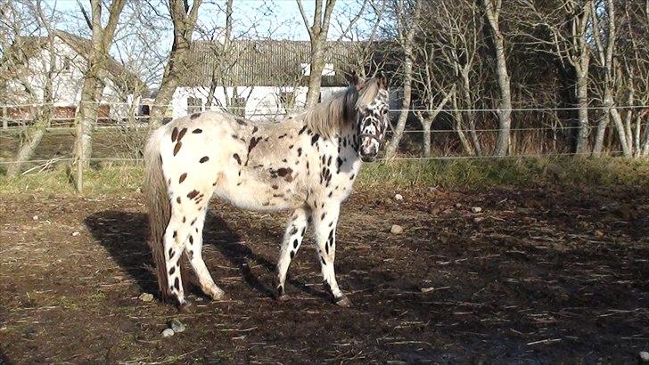 Anden særlig race Hot Spot billede 1