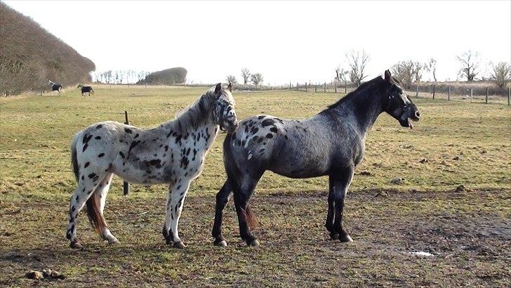 Anden særlig race Hot Spot billede 2