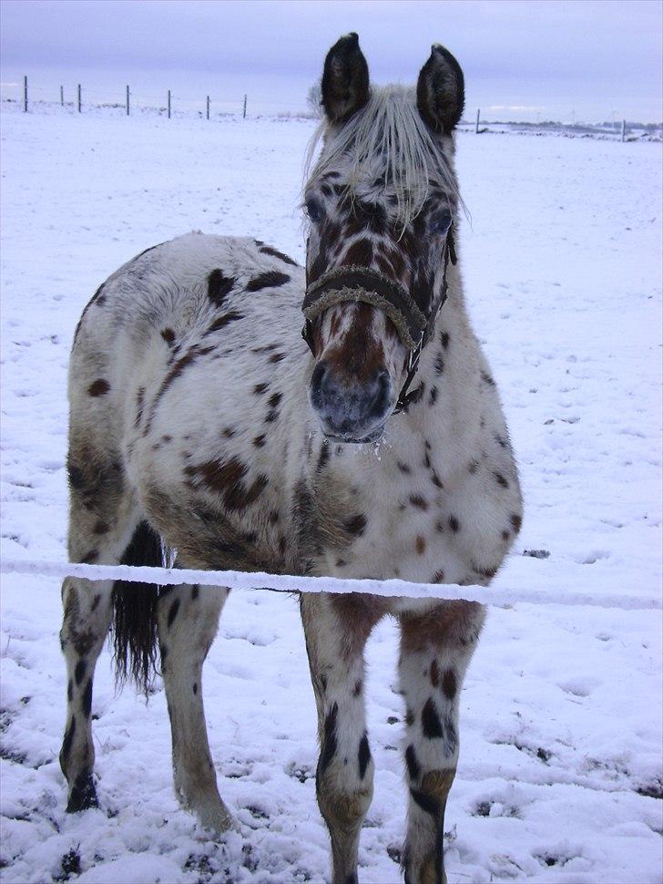 Anden særlig race Hot Spot billede 3