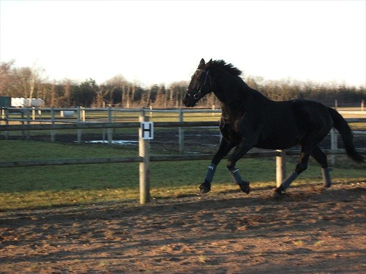 Oldenborg Mahal Noir billede 6