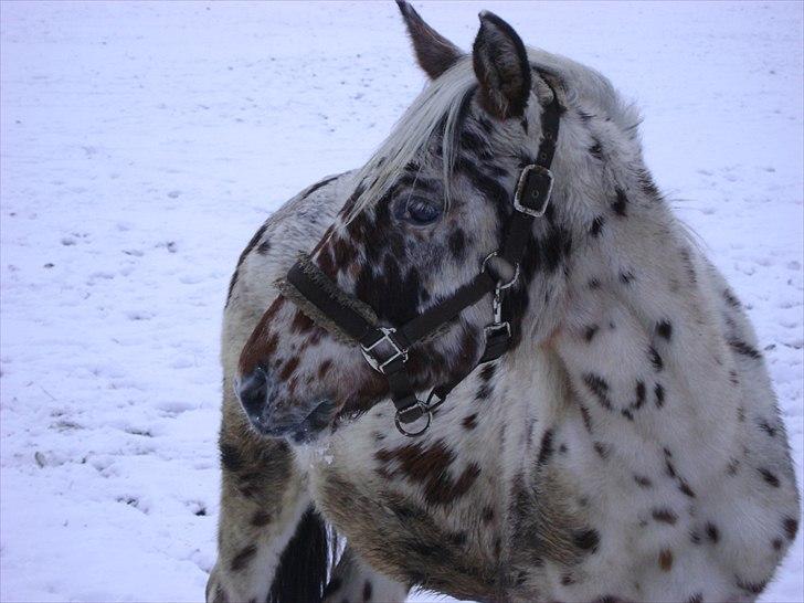Anden særlig race Hot Spot billede 4