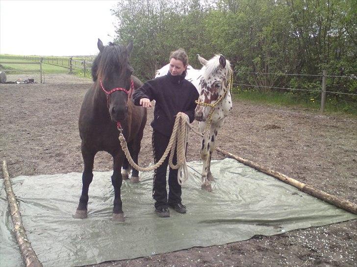 Anden særlig race Hot Spot billede 5