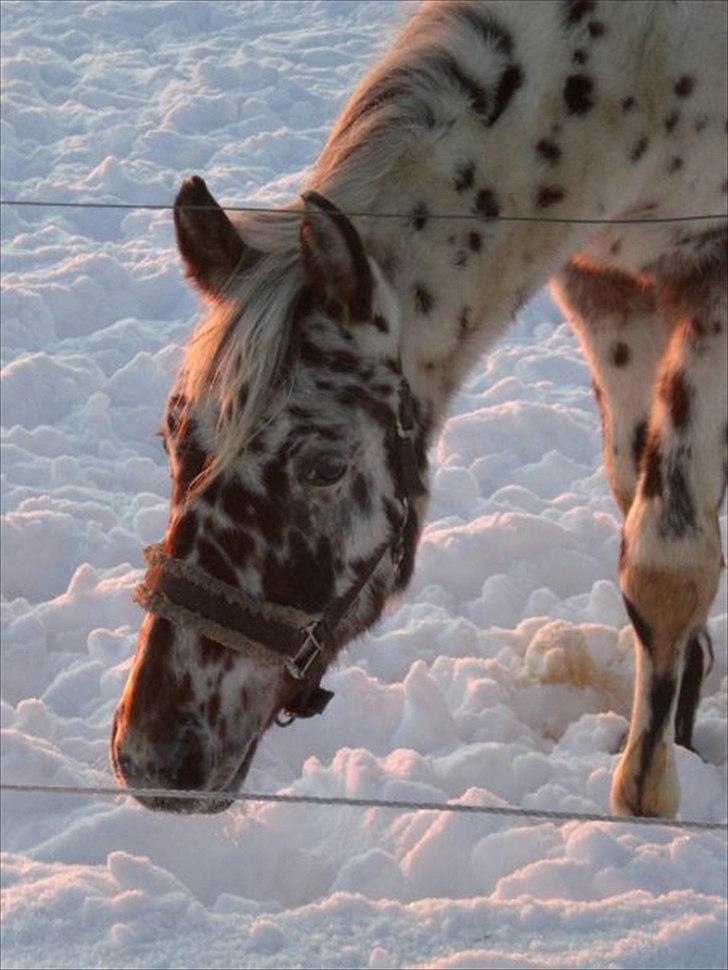 Anden særlig race Hot Spot billede 6