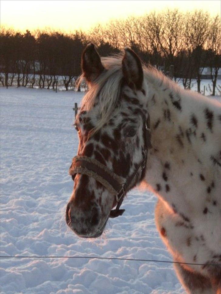 Anden særlig race Hot Spot billede 7