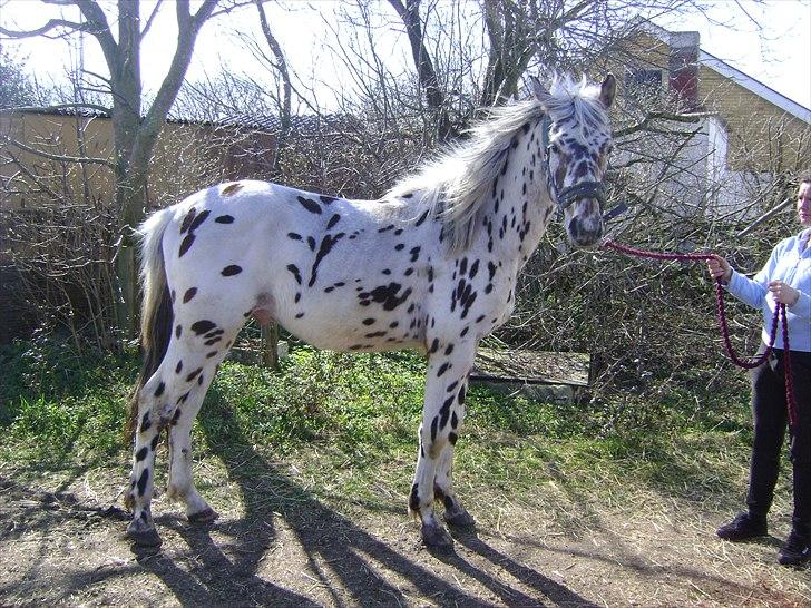 Anden særlig race Hot Spot billede 8