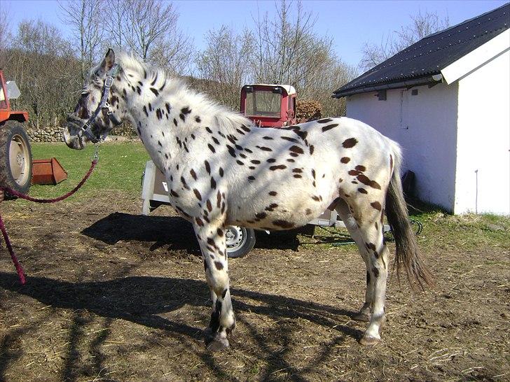 Anden særlig race Hot Spot billede 9