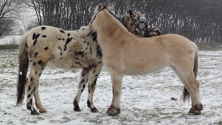 Anden særlig race Hot Spot billede 10