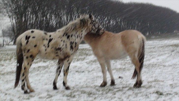 Anden særlig race Hot Spot billede 11