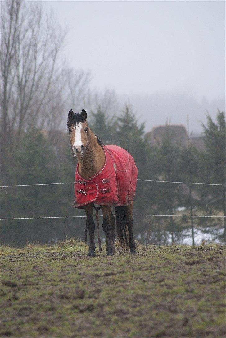 Welsh Pony (sec B) Blanka Graadahl. - vinteren 2011!  billede 17