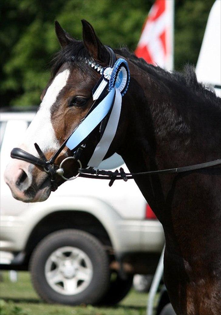 Tysk Sportspony PHW's Neils B-pony - Aabenraa Sydjysk Horse Show  billede 9