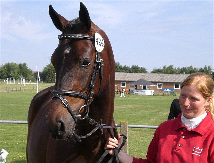 Dansk Varmblod Alby's Soffie billede 8