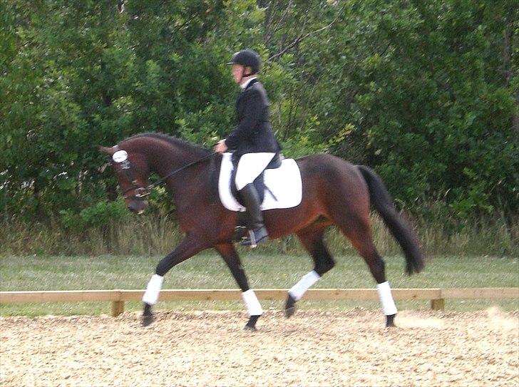 Dansk Varmblod Alby's Soffie billede 9