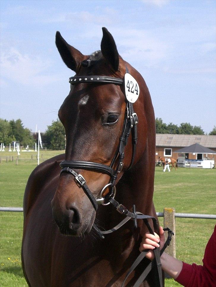 Dansk Varmblod Alby's Soffie billede 10