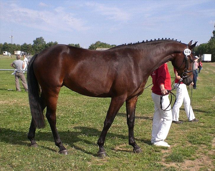 Dansk Varmblod Alby's Soffie billede 11